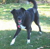 Skye-ADOPTED 11.07.13