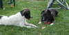 Skye-ADOPTED 11.07.13