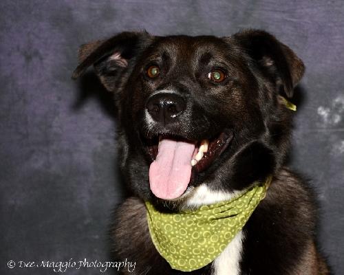 Skye-ADOPTED 11.07.13