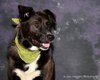 Skye-ADOPTED 11.07.13