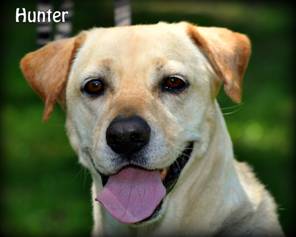 Hunter - ADOPTED 08.09.12