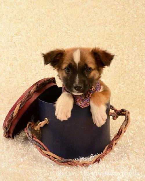Tf Litter Beethoven - ADOPTED 10.20.12