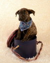 Tf Litter Mack - ADOPTED 09.22.12