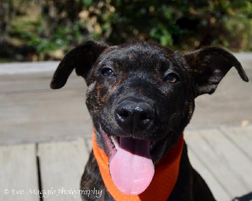 Tf Litter Mack - ADOPTED 09.22.12