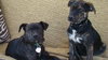 Tf Litter Mack - ADOPTED 09.22.12