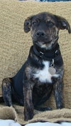 Tf Litter Mack - ADOPTED 09.22.12