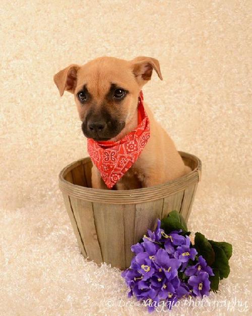 Tf Litter Scamper - ADOPTED 10.25.12