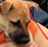 Tf Litter Scamper - ADOPTED 10.25.12