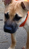 Tf Litter Scamper - ADOPTED 10.25.12