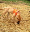 Tf Litter Scamper - ADOPTED 10.25.12