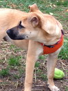 Tf Litter Scamper - ADOPTED 10.25.12