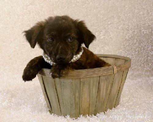 Tf Litter Stella - ADOPTED 11.11.12