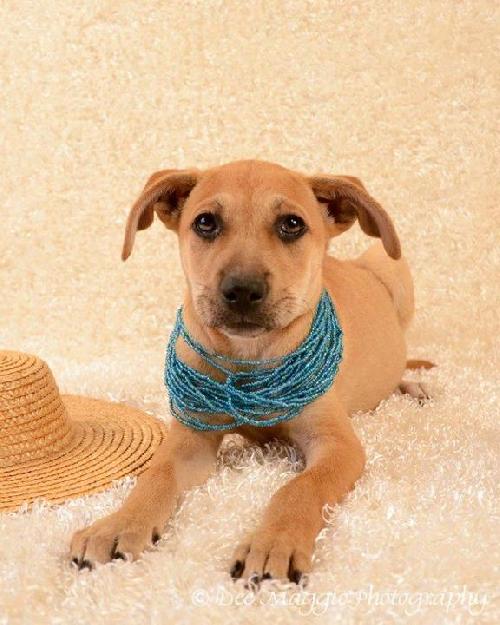 Tf Litter Sunshine - ADOPTED 09.06.12