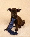 Tf Litter Timmy - ADOPTED 10.03.12