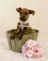 Tiny Tina - ADOPTED 02.03.13