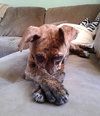 Tiny Tina - ADOPTED 02.03.13