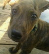 Tiny Tina - ADOPTED 02.03.13