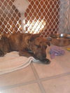 Tiny Tina - ADOPTED 02.03.13