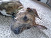 Tiny Tina - ADOPTED 02.03.13