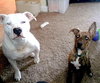 Tiny Tina - ADOPTED 02.03.13