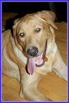 Boo - ADOPTED 09.04.12