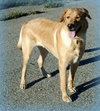 Boo - ADOPTED 09.04.12