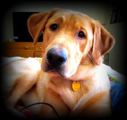 Boo - ADOPTED 09.04.12