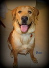 Boo - ADOPTED 09.04.12