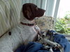Rocky-ADOPTED 09.26.12