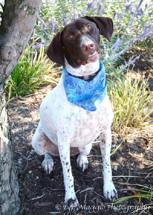 Rocky-ADOPTED 09.26.12
