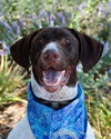 Rocky-ADOPTED 09.26.12