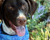 Rocky-ADOPTED 09.26.12