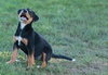 Dina-ADOPTED 06.28.13