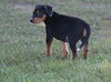 Dina-ADOPTED 06.28.13