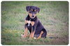 Dina-ADOPTED 06.28.13