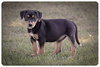 Dina-ADOPTED 06.28.13