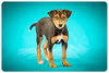 Dina-ADOPTED 06.28.13