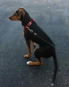 Dina-ADOPTED 06.28.13