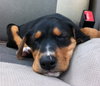 Dina-ADOPTED 06.28.13