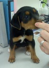 Dina-ADOPTED 06.28.13