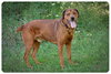 Smoochie-ADOPTED 09.22.12