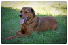 Smoochie-ADOPTED 09.22.12