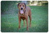 Smoochie-ADOPTED 09.22.12