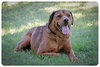 Smoochie-ADOPTED 09.22.12