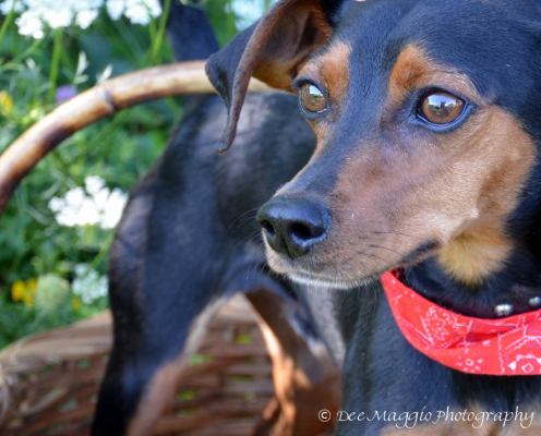 Percy -ADOPTED 11.30.12