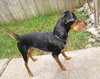 Percy -ADOPTED 11.30.12