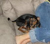 Percy -ADOPTED 11.30.12