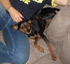 Percy -ADOPTED 11.30.12