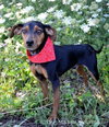 Percy -ADOPTED 11.30.12