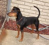 Percy -ADOPTED 11.30.12